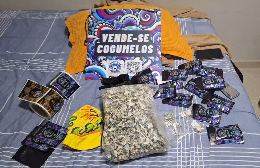 Polícia Civil do DF desarticula maior rede de venda de cogumelos alucinógenos do país