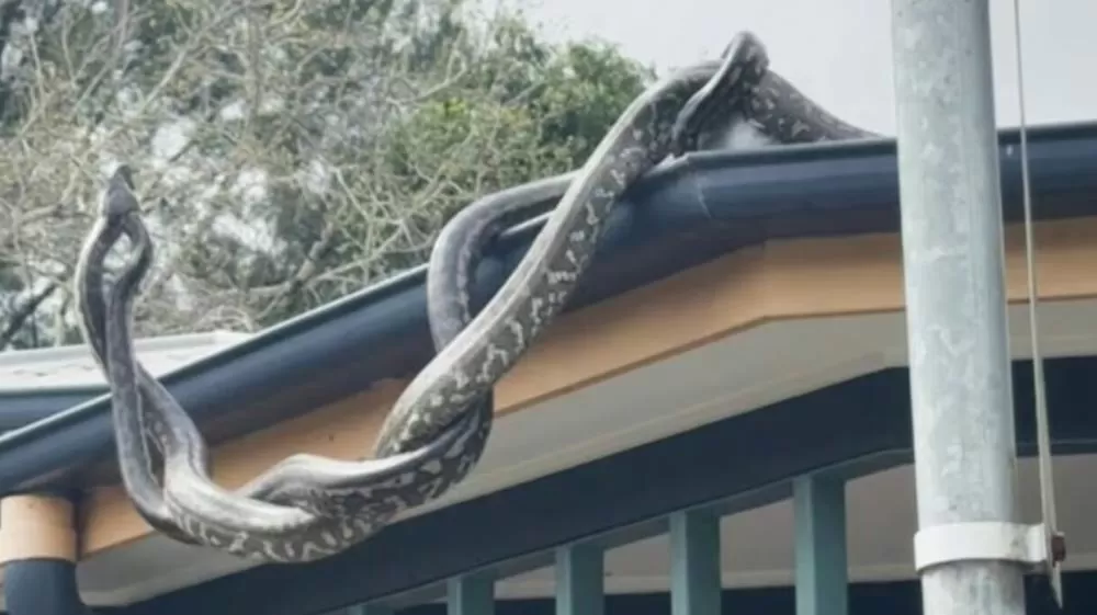 Pítons gigantes duelam ferozmente em telhado na Austrália