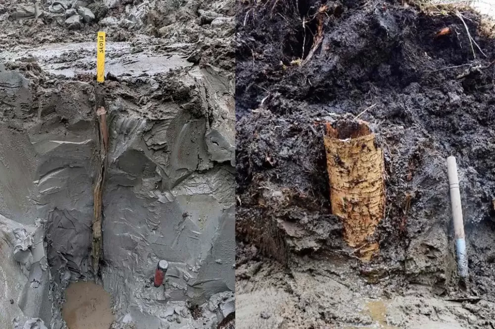 ‘Cápsula do tempo pré-histórica’ de 5 mil anos é descoberta em pântano