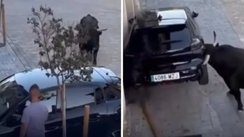 Sem rodeio: Touro invade rua, persegue homem e destrói veículo; veja vídeo