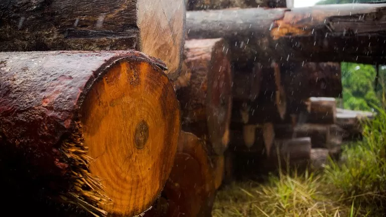 Justiça confirma demissão de servidor do Ibama por favorecer madeireiros.