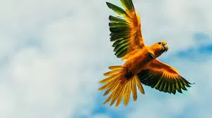 Ave rara e bela, considerada extinta, é flagrada após 100 anos sem avistamentos