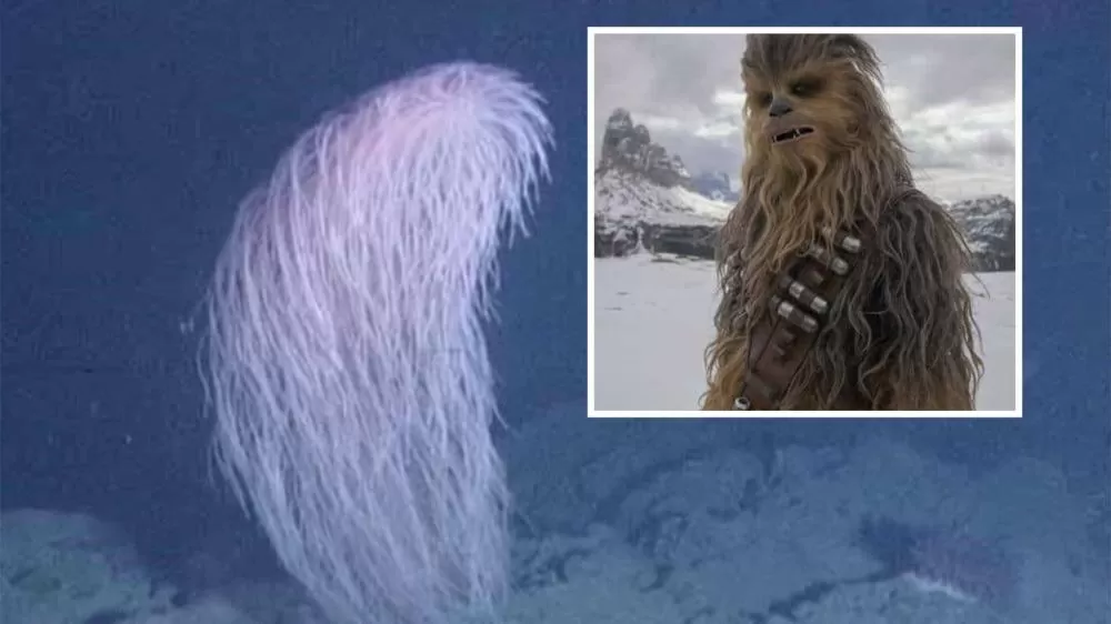 Coral Chewbacca é descoberto em águas profundas do Havaí