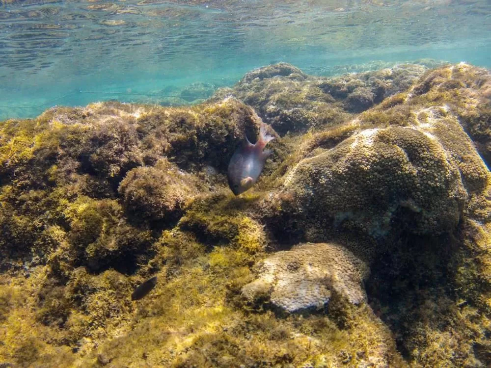 Onda de calor dizimou até pouco mais da metade de corais em Pernambuco, mostra estudo.
