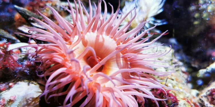 Criatura marinha de 600 milhões de anos descobriu o segredo da imortalidade, e os humanos podem roubá-la