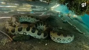 Turistas registram sucuri gigante em águas cristalinas de Bonito-MS