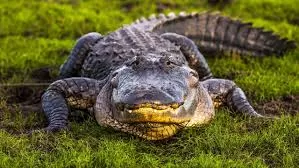 Vídeo mostra a luta mais impressionante entre elefante e crocodilo
