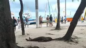 Alvo de emboscada, pescador é morto a tiros na orla da Praia de Pajuçara