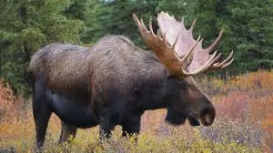 Vídeo mostra um alce ”caminhando sobre a água” e impressiona a internet