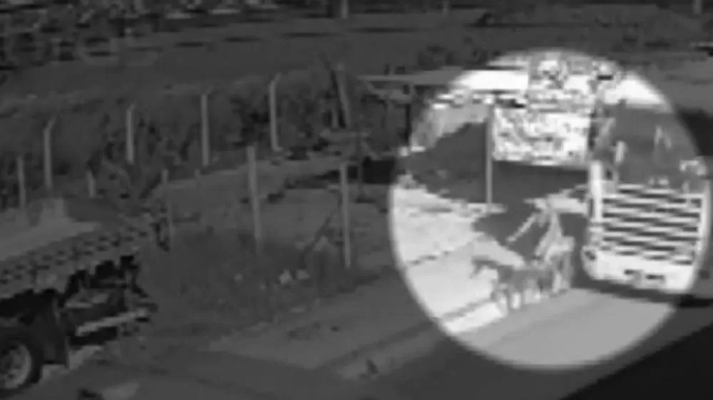 Vídeo mostra momento em que ciclista é atropelada por carreta no Cidade Universitária
