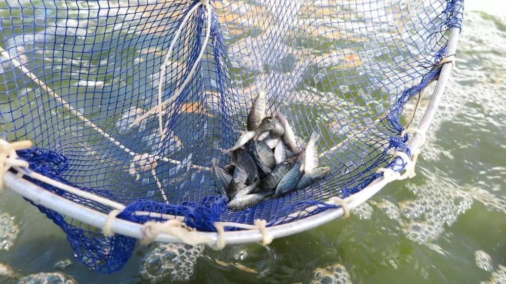 ‘Capital da Tilápia’ do Ceará volta a crescer e figura entre os 15 maiores produtores do Brasil