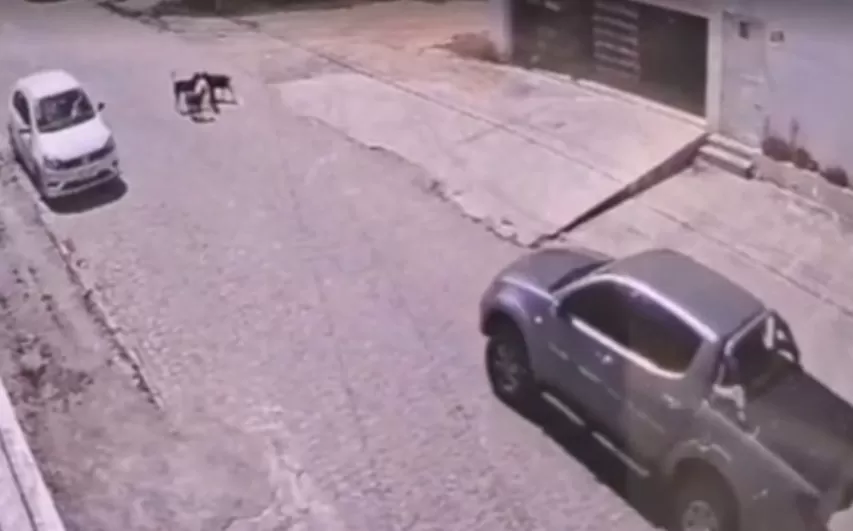 Carro atropela e mata pinscher em Caruaru; motorista foge sem prestar socorro