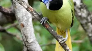 Eles encontraram o primeiro animal híbrido na natureza