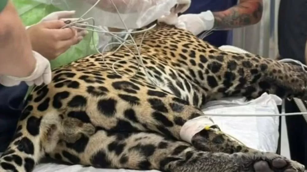 Momento exato do resgate da onça-pintada após 8 horas nadando baleada no Rio Negro