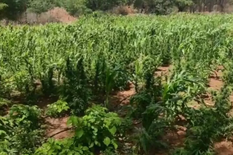 Polícia erradica quase 13 mil pés de maconha em Floresta, no Sertão de Pernambuco