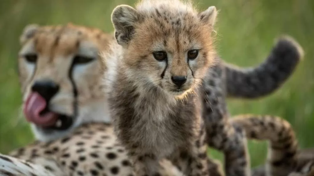 Guarda-Florestal dorme e quando acorda está cercado por Chitas.
