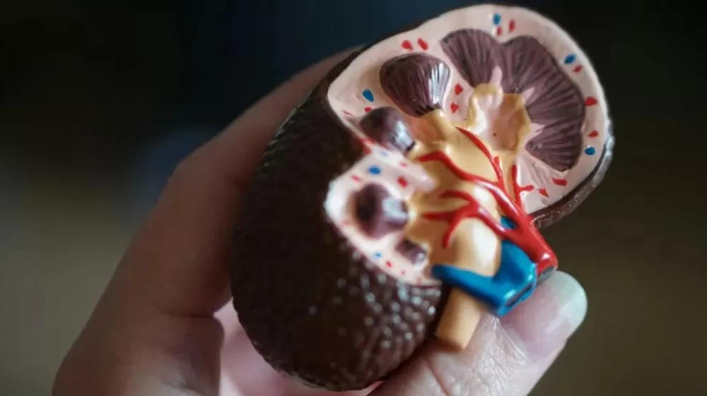 Mais de 170 mil brasileiros vivem em diálise por doença renal crônica