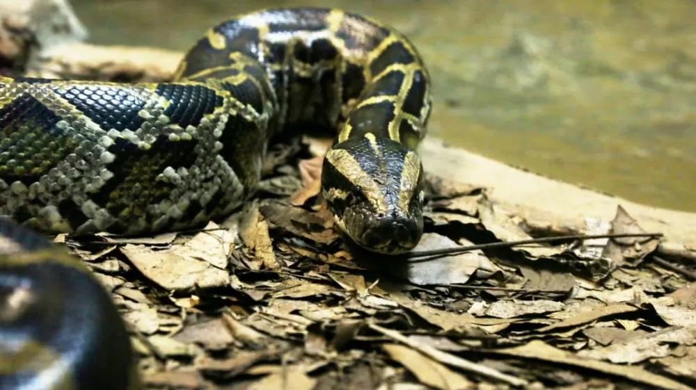 Sucuri gigante vence jacaré e garante a janta da noite