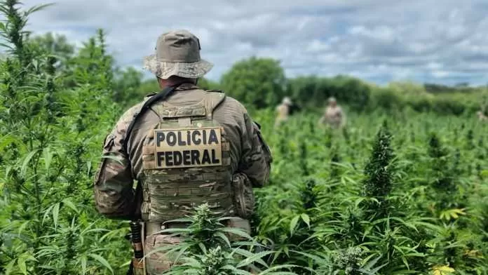 Polícia Federal erradica 286 mil pés de maconha no Sertão de Pernambuco em nova ofensiva contra o tráfico