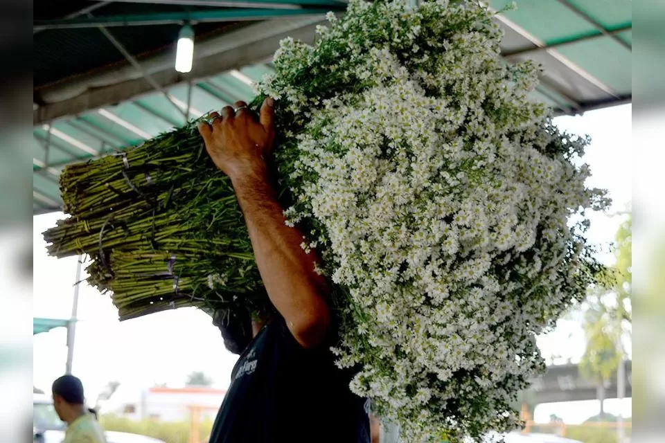 Dia de Finados 2025: cerca de 120 toneladas de flores devem ser comercializadas no Ceasa