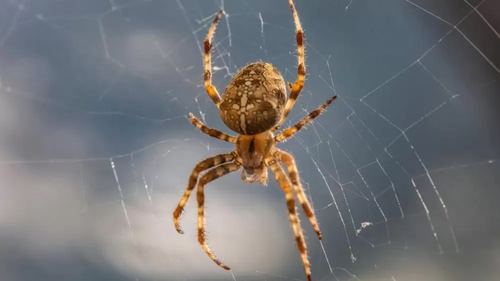 Como aranhas criam geometria perfeita sem régua nem compasso