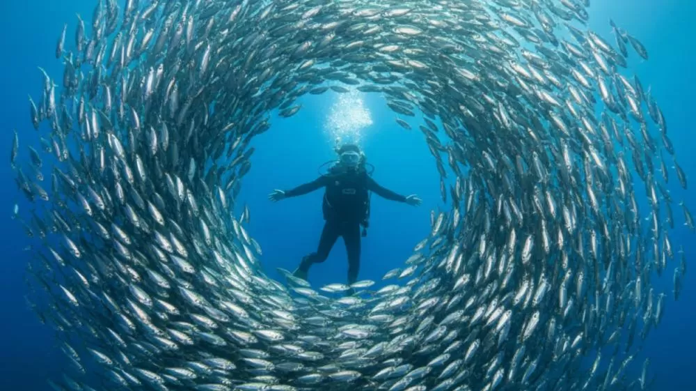 Vídeo mostra mulher cercada por cardume de sardinhas em momento único