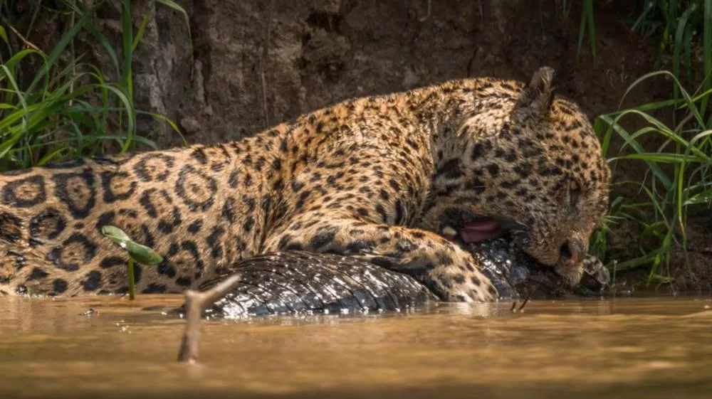 Onça-pintada trava duelo brutal contra jacaré bem diante das lentes