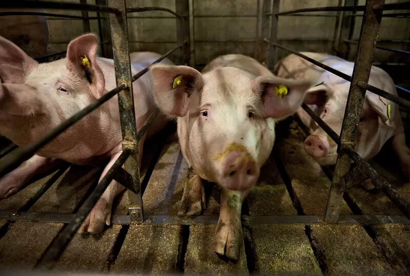 Exportação de carne suína do Brasil tem 2º maior volume mensal da história, diz ABPA