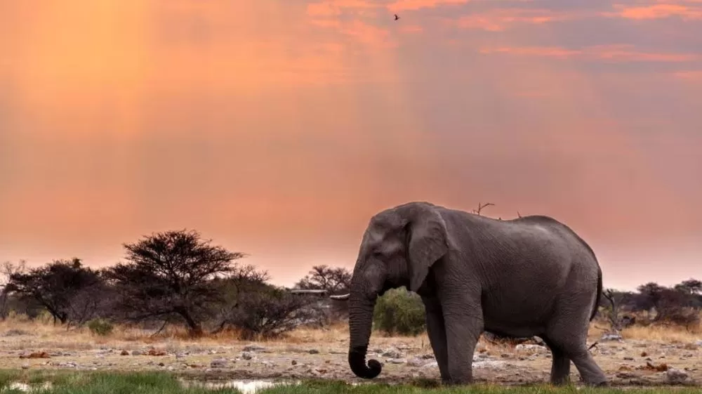 Elefante realiza resgate incrível de veado que caiu em buraco