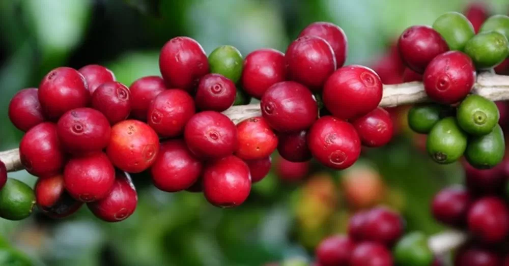 Tarifa de 40% mantida pelos EUA sobre o café e carne inviabiliza embarques e pode causar perdas de mercado irreversíveis