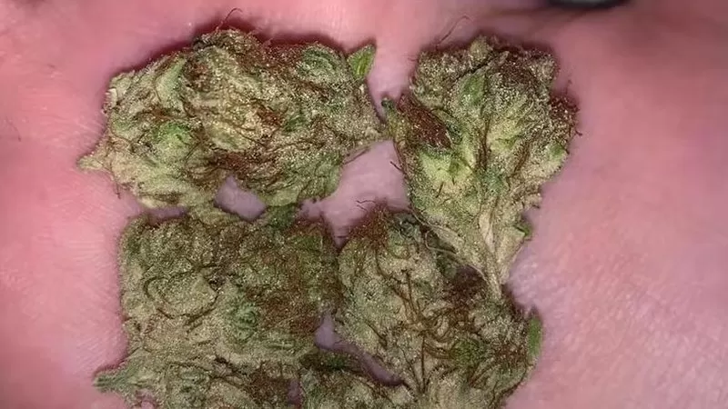 Pizzaiolo é preso por vender drogas pela internet e oferecer 'delivery'