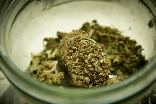 Mutirão judicial revê 3,6 mil condenações por porte de menos de 40 gramas de maconha