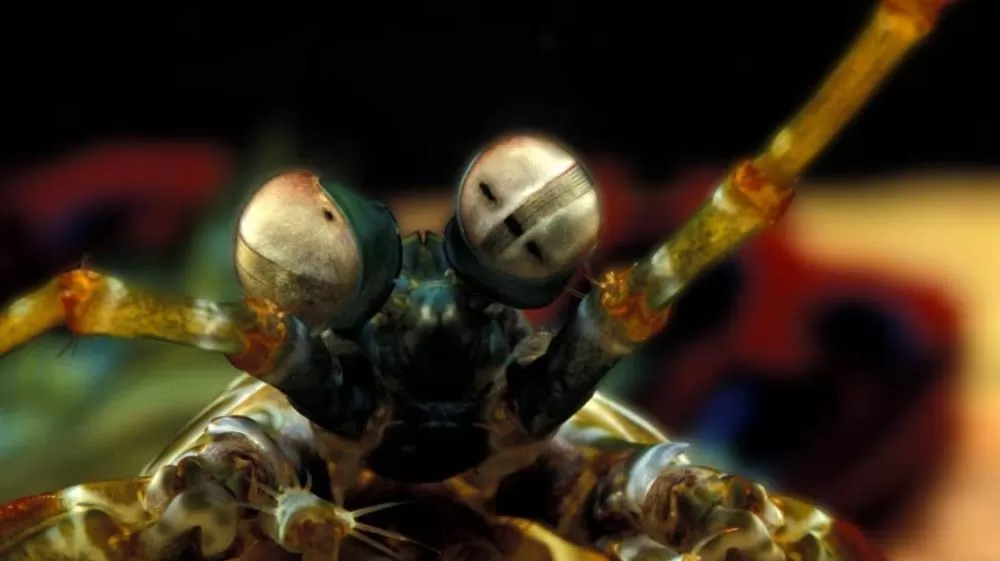 Esse camarão soca mais rápido que bala de revólver