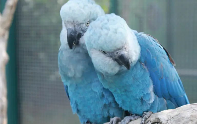 Últimas ararinhas-azuis em vida livre no Brasil são infectadas por vírus fatal