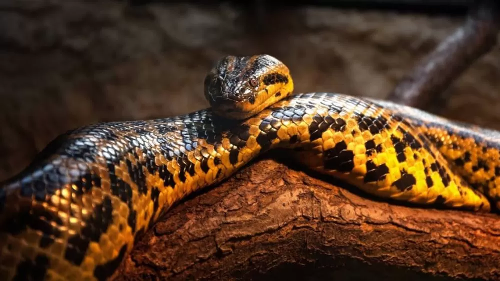 Essa é a sucuri-amarela, a cobra mais fascinante e letal as Américas