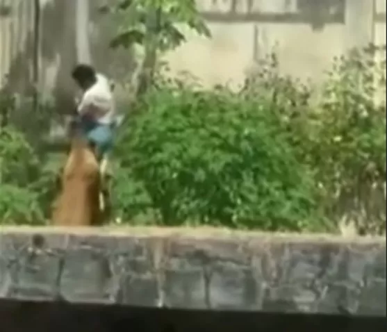 Homem invade jaula no Zoológico de João Pessoa e é morto por leoa