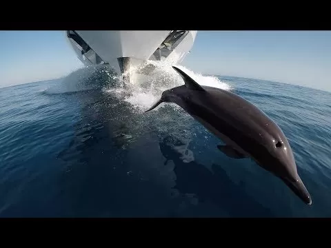 Golfinho desafia navio cargueiro para corrida e cria momento inesquecível
