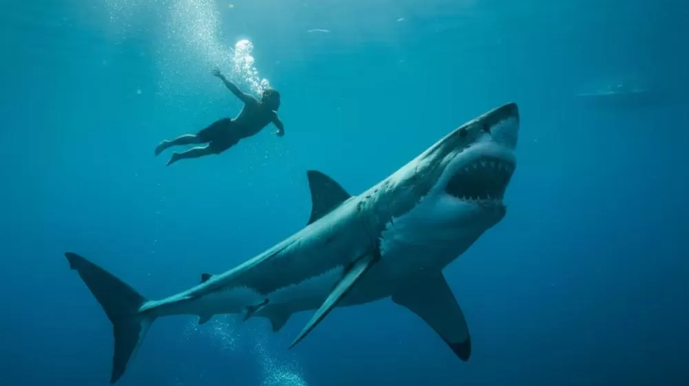 Animais que mais matam seres humanos