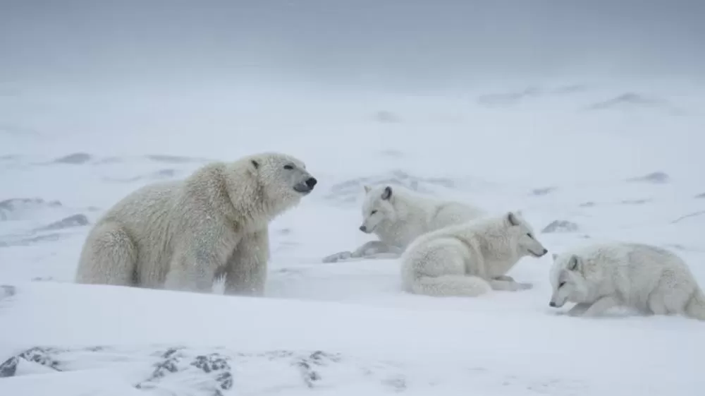 Animais capazes de sobreviver onde ninguém mais consegue