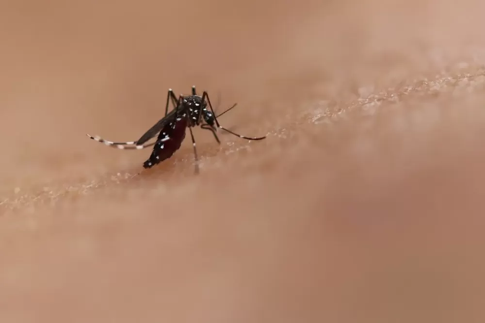 Saúde libera mosquitos estéreis para frear reprodução do Aedes