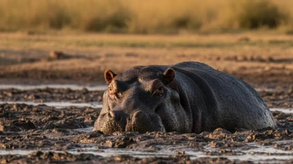 Leopardo é surpreendido por hipopótamo camuflado na lama