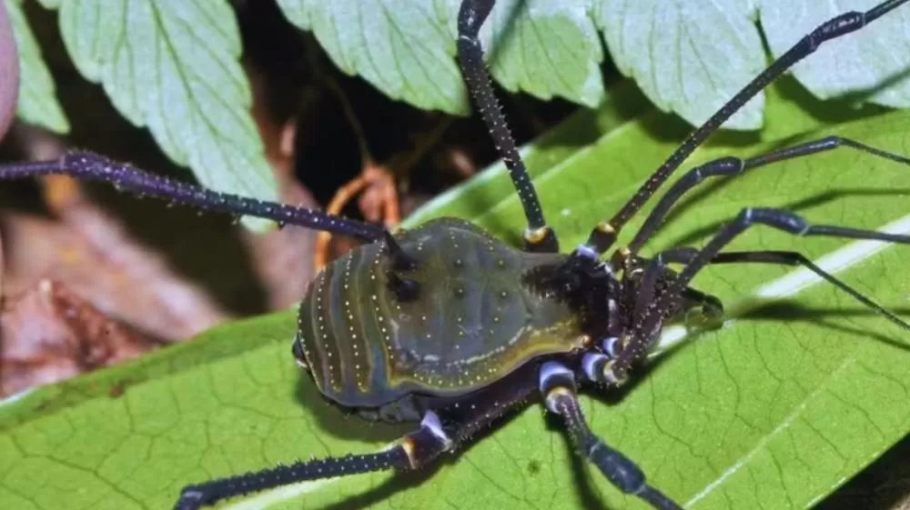 Nova espécie de aracnídeo é descoberta durante monitoramento ambiental em reserva biológica de Minas