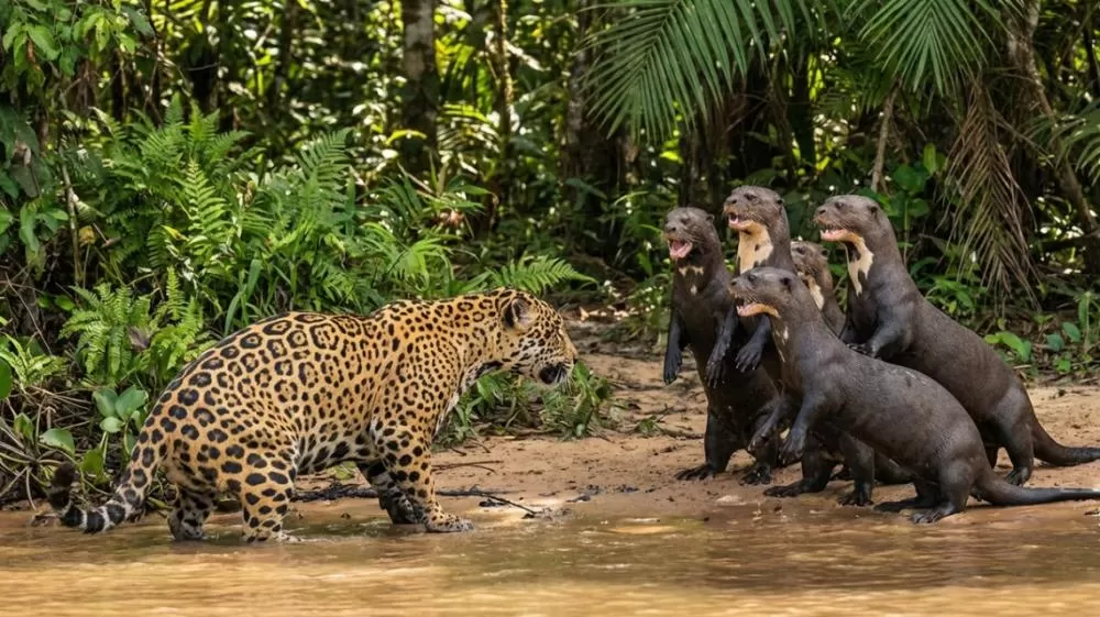 Onça-pintada encontra família de ariranhas e confronto tem resultado inusitado