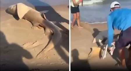 Tubarão é fisgado por pescadores em Sirinhaém, no Litoral Sul de Pernambuco