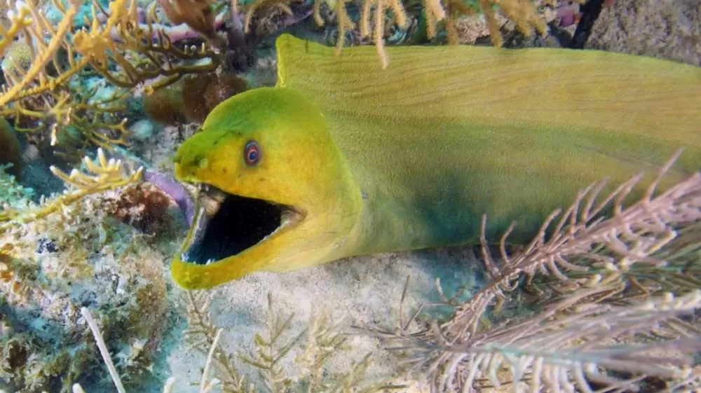 Moreia de 2,5 metros invade barco e tripulantes tentam a todo custo expulsá-la