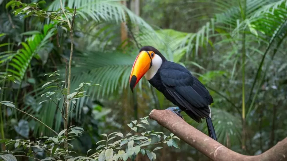 Por que os tucanos roubam ovos de outras aves?