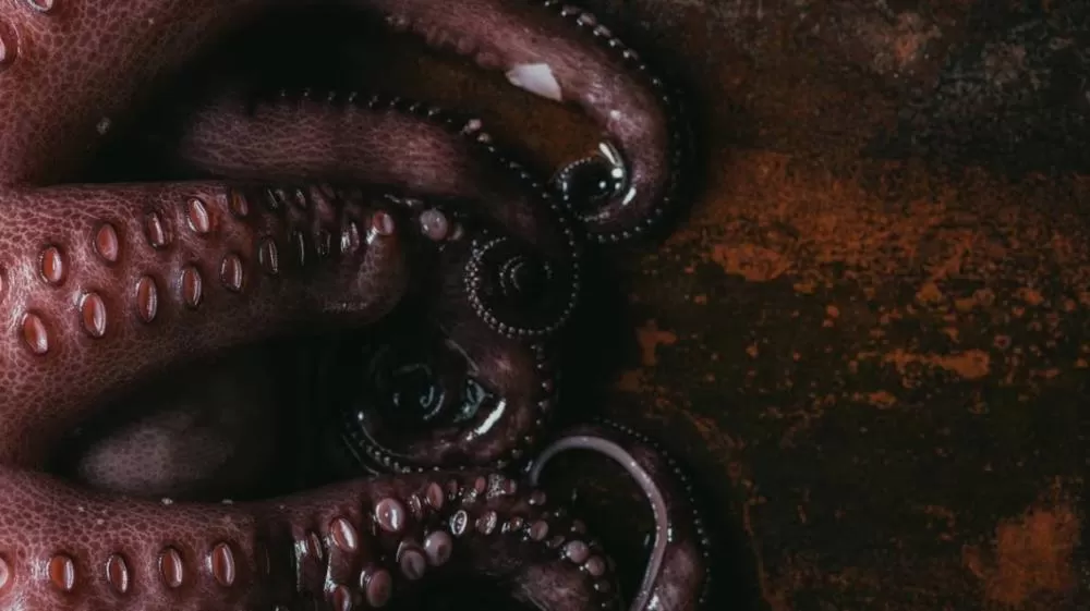 Professor de Oxford revela animal que possivelmente será sucessor dos humanos na Terra: “Espécie construtora de civilizações”