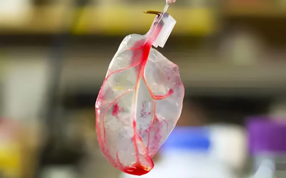 Cientistas usam uma folha de espinafre como base para criar um coração artificial em laboratório.