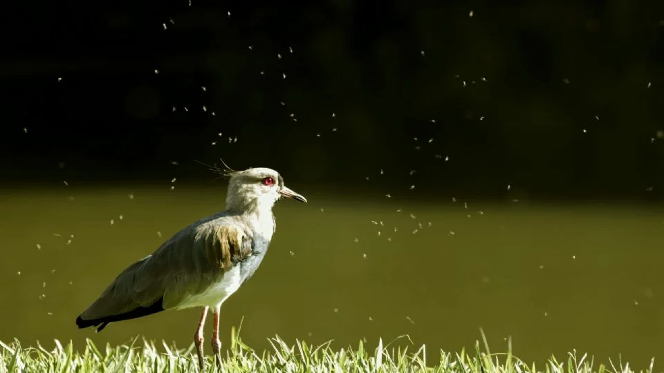 Exploração de recursos pelos 24 países mais ricos ameaça futuro do planeta.