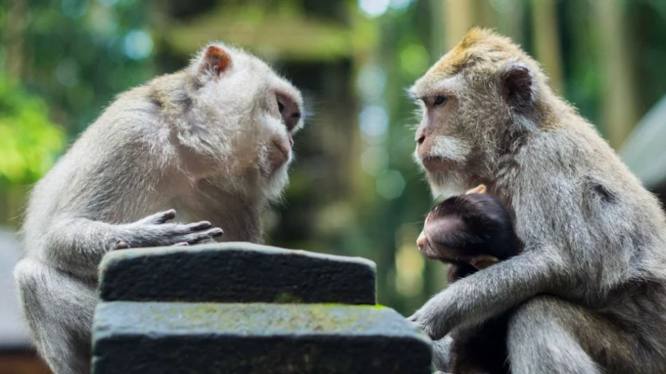 Animais podem falar? Estudo implantou variante de gene humano em ratos de laboratório para descobrir